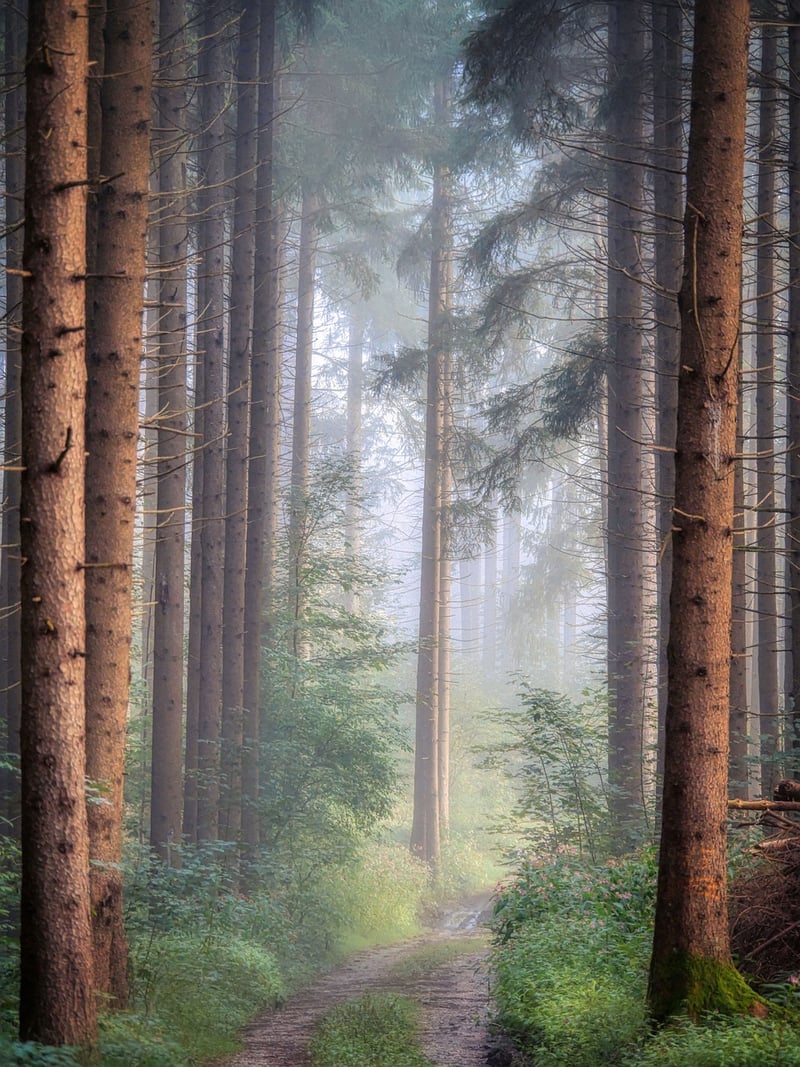 Mysterious Forest